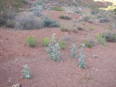 Asclepias erosa