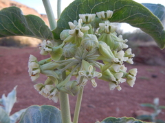 Asclepias erosa
