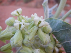 Asclepias erosa
