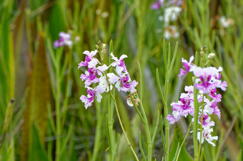 Papilionanthe hookeriana, photograph 1