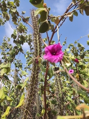 Ipomoea brasiliana