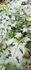 Acanthus mollis