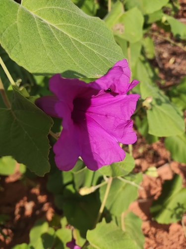Ipomoea brasiliana, photograph 1