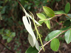 Clitarchus hookeri