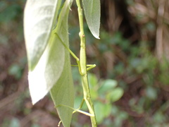 Clitarchus hookeri