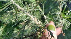 Rhopalomyia floccosa