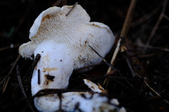 Hydnum washingtonianum