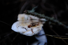 Hydnum washingtonianum