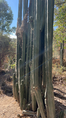 Lophocereus marginatus