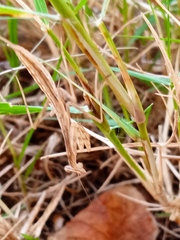 Miomantis caffra
