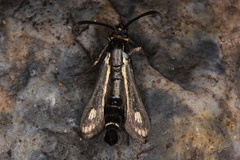 Dipchasphecia iskander