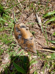 Oxymycterus rufus