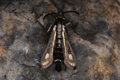 Dipchasphecia iskander