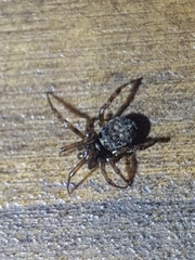 Steatoda hespera