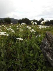 Senecio smithii