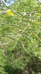 Libidibia paraguariensis