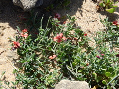 Indigofera heterophylla