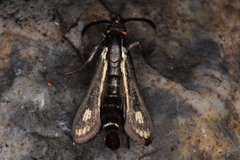 Dipchasphecia iskander