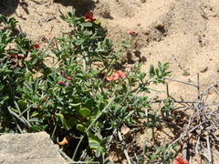Indigofera heterophylla