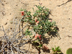 Indigofera heterophylla