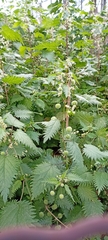 Urtica pilulifera