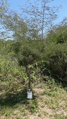 Libidibia paraguariensis