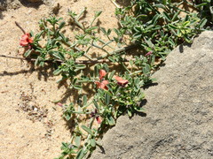 Indigofera heterophylla
