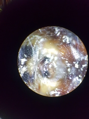 Steatoda hespera