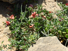 Indigofera heterophylla