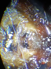 Steatoda hespera