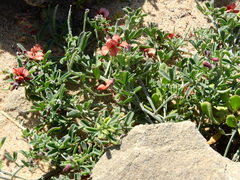 Indigofera heterophylla