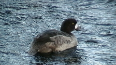 Aythya marila