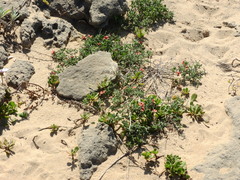 Indigofera heterophylla