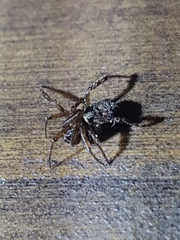 Steatoda hespera