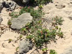 Indigofera heterophylla