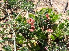 Indigofera heterophylla