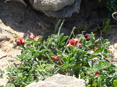 Indigofera heterophylla