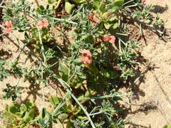 Indigofera heterophylla