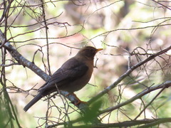Turdus rufitorques