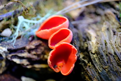 Sarcoscypha coccinea
