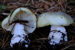 Tricholoma saponaceum