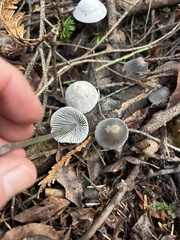 Mycena robusta