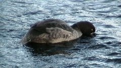 Aythya marila