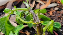 Phytophthora infestans