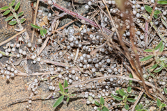 Indigofera linifolia