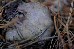 Tricholoma saponaceum
