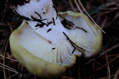 Tricholoma saponaceum