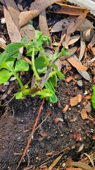 Phytophthora infestans