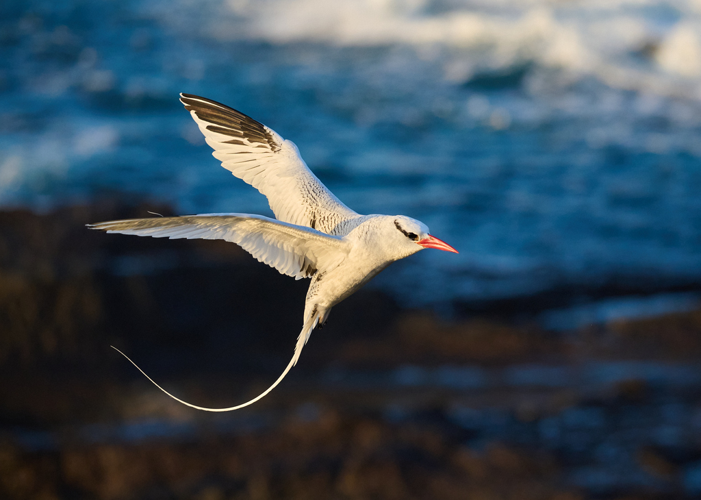 Tropicbirds