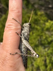 Schistocerca rubiginosa